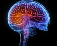 X-ray human brain graphic art 3d illustration on black backgroun