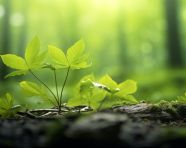 A close up of leaves in the forest, nature, landscapes