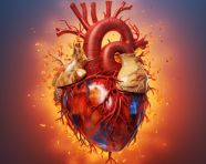 A photo of human heart, health and medical stock image