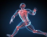 Photo the human body, health and medical stock image