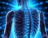 Photo skeleton 3d, health and medical stock image