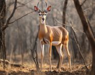 A photo of a impala in savannah in the forest, animal in nature photography