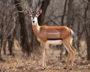 A photo of a colorful impala in savannah in the forest, animal in nature photography