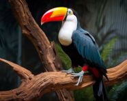 A photo of a multi colored toucan perched on sitting on a tree branch in the forest, royalty-free bird stock image