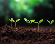 A photo of a green sprouts in dark soil against a blurred background symbolizing the concept of growth and potential, finance stock photo
