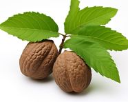 Walnut kernels in white background, walnuts image