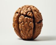 A big walnut on a white background, walnuts image