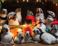 Penguins enjoying a winter wonderland, christmas stock image ai, christmas stock photos ai
