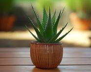 Potted aloe vera on a wooden surface, alovera leaf image