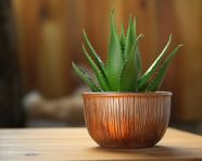 Aloe vera plant on wooden table, alovera leaf image