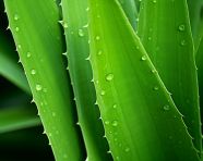 Aloe vera leaf photograph for sale, alovera leaf image