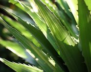 A close up of leafy aloe leaf in the sunlight, alovera leaf image