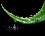 A green aloe vera leaf is shown dropping water, alovera leaf image