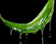 Green aloe vera leaf dripping water, alovera leaf image