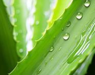 Aloe vera close up stock pictures, alovera leaf image