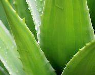 Aloe vera gel closeup, alovera leaf image