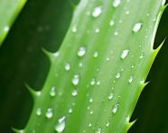 Green aloe vera plant closeup, alovera leaf image