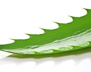 A single aloe vera leaf, perfectly centered on a white background, alovera leaf image