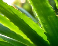 A close-up of an aloe vera leaf, alovera leaf image