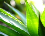 Close-up of aloe vera leaf, alovera leaf image