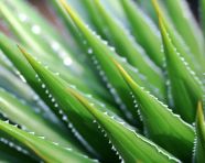 A close-up of the spiky edges of an aloe vera leaf, alovera leaf image