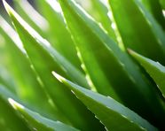Aloe vera leaf closeup, alovera leaf image