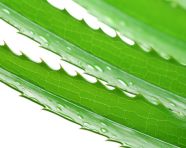 Aloe vera leaf isolated on white, alovera leaf image