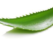 Aloe vera leaf isolated on white background, alovera leaf image