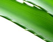 Fresh aloe vera leaf isolated, alovera leaf image