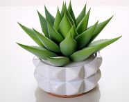 Aloevera on the white table, alovera leaf image