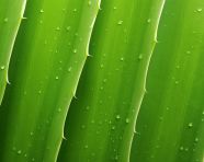 Fresh aloe vera on a white table, alovera leaf image
