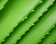 Aloe vera leaves on a white table, alovera leaf image