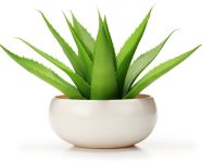 Bowl with aloe vera leaf on a white background, alovera leaf image
