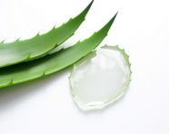 Aloe vera on a white background, alovera leaf image