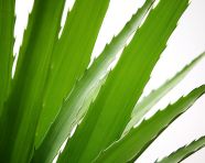 Aloe vera leaf with water drops, alovera leaf image