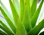 Fresh aloe vera leaves, alovera leaf image