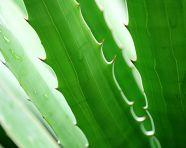 Aloe vera plant details, alovera leaf image