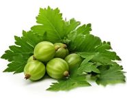 Fruit and leaves of goosefruit isolated on white, gooseberry fruit image