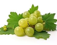 Gooseberry fruit and leaves isolated on white, gooseberry fruit image