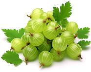 Isolated bunch of green gooseberries, gooseberry fruit image