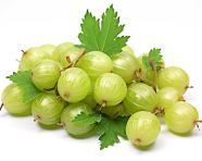 Gooseberries close-up isolated on white, gooseberry fruit image