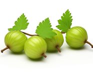 Three green gooseberry on white background, gooseberry fruit image