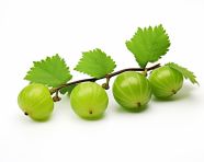 Three gooseberries on white, gooseberry fruit image