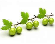 Green gooseberries closeup, gooseberry fruit image