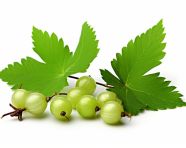 White background with green gooseberry fruit , gooseberry fruit image
