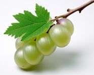 Large green gooseberry fruit, gooseberry fruit image