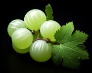 Green gooseberries on a branch, gooseberry fruit image