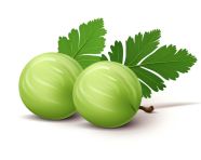 Two green amla on white background, gooseberry fruit image