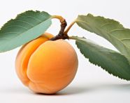 The half apricot with a leaf on a white background, apricot images