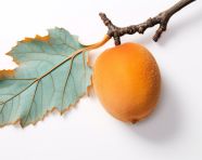 Half apricot on white background, apricot images